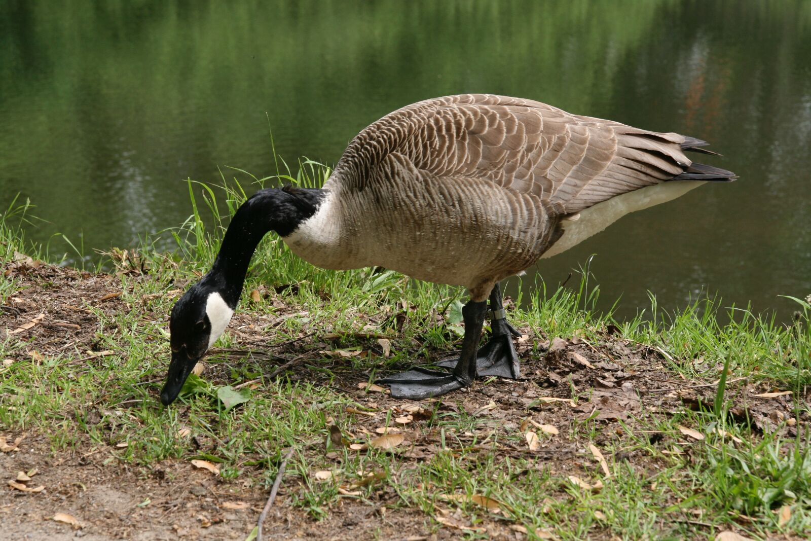 Canon EOS 400D (EOS Digital Rebel XTi / EOS Kiss Digital X) sample photo. Goose, plumage, water bird photography