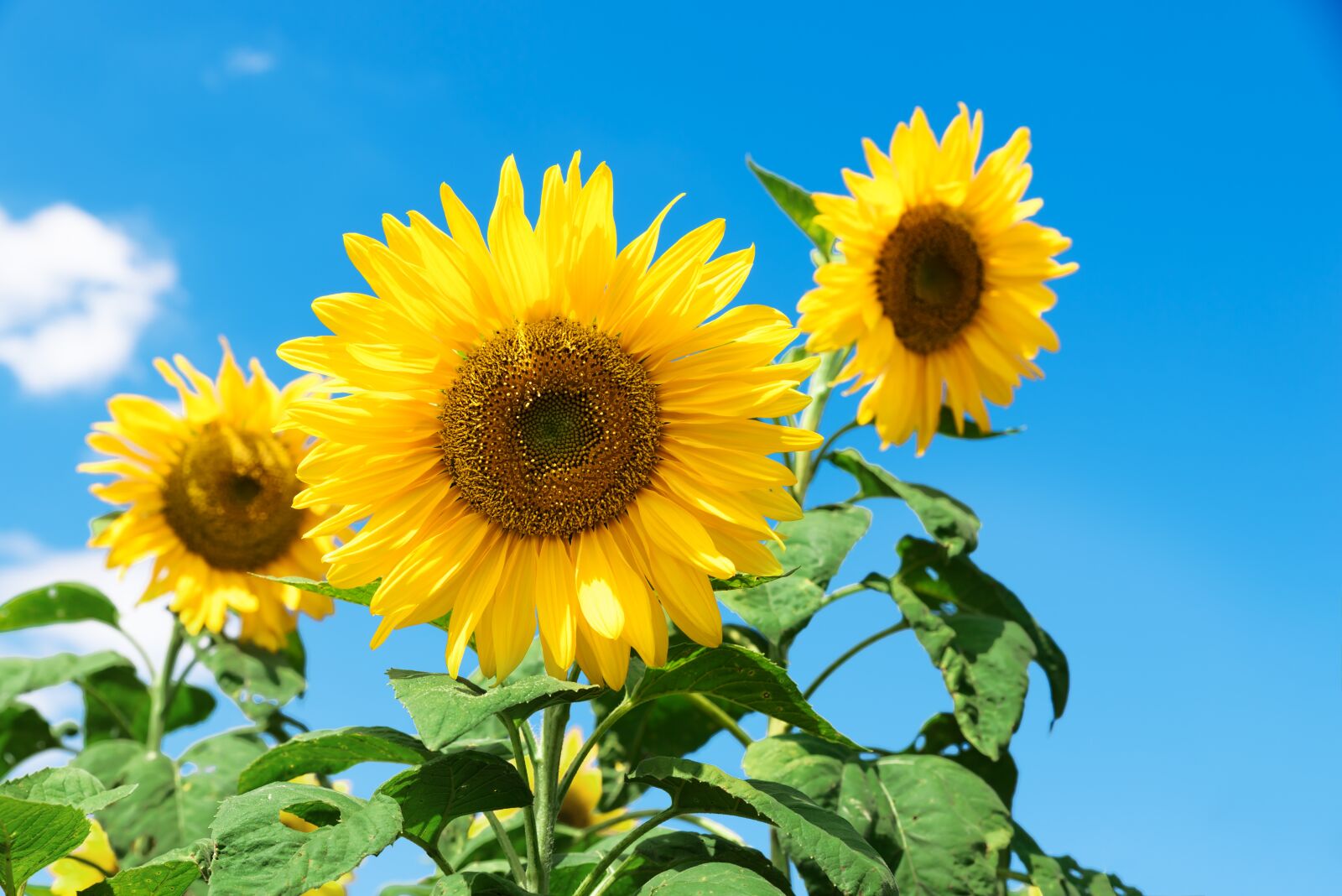 Nikon D750 sample photo. Sunflower, sf, festival photography