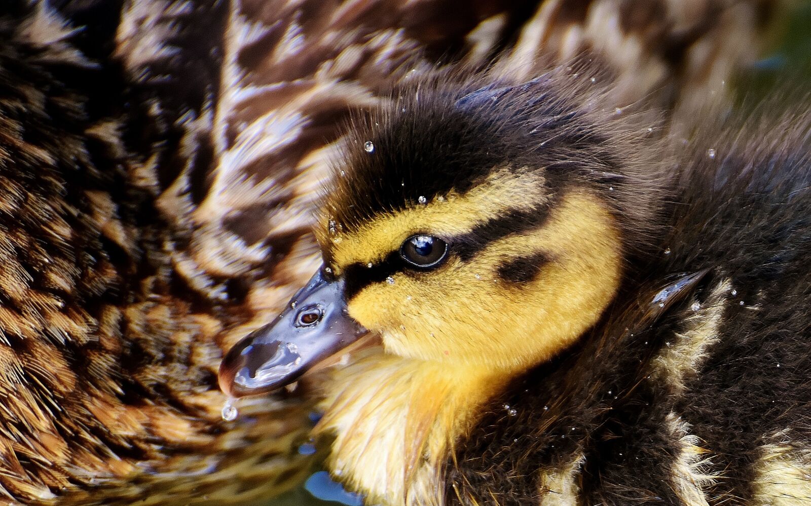 Nikon D7200 sample photo. Mallard, chicks, baby photography