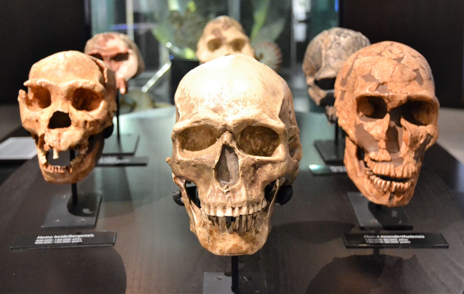 Nikon D3100 sample photo. Skull, human, bones photography
