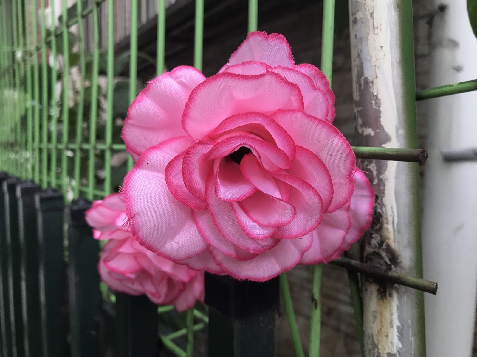 Apple iPhone 7 sample photo. Flowers, bright, bloom photography