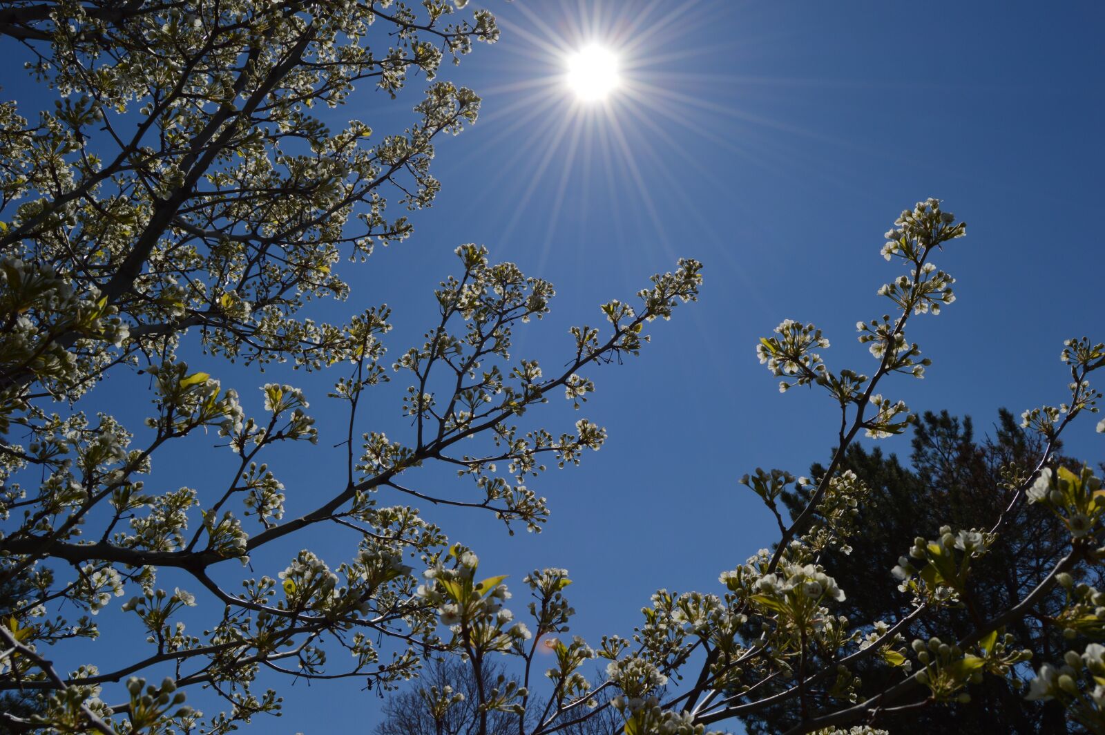 Nikon D3200 sample photo. Spring, sky, sun photography