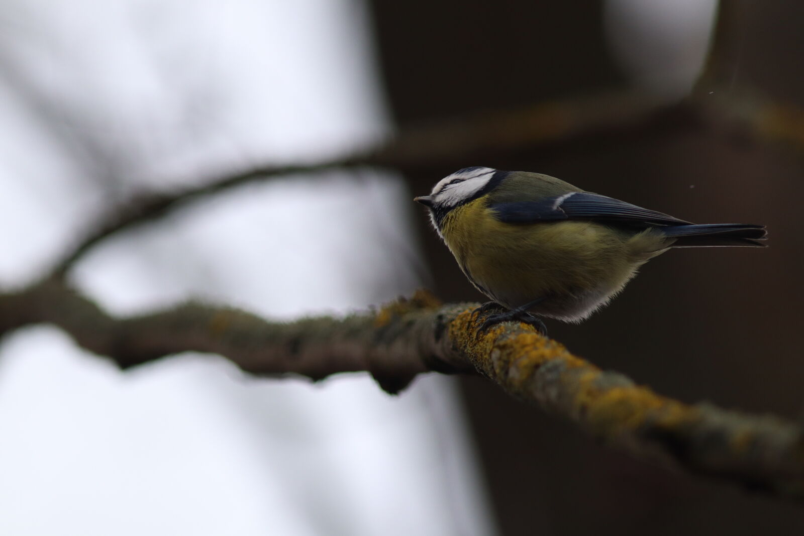 Canon EF 300mm F4L IS USM sample photo