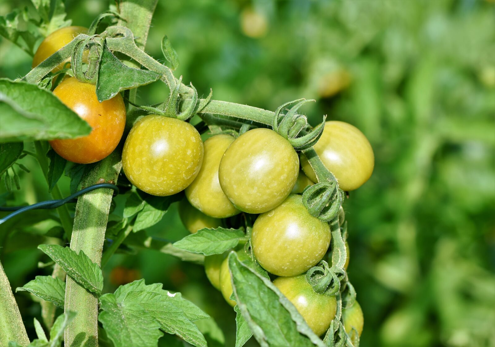 Nikon D7200 sample photo. Tomatoes, panicle tomato, fresh photography
