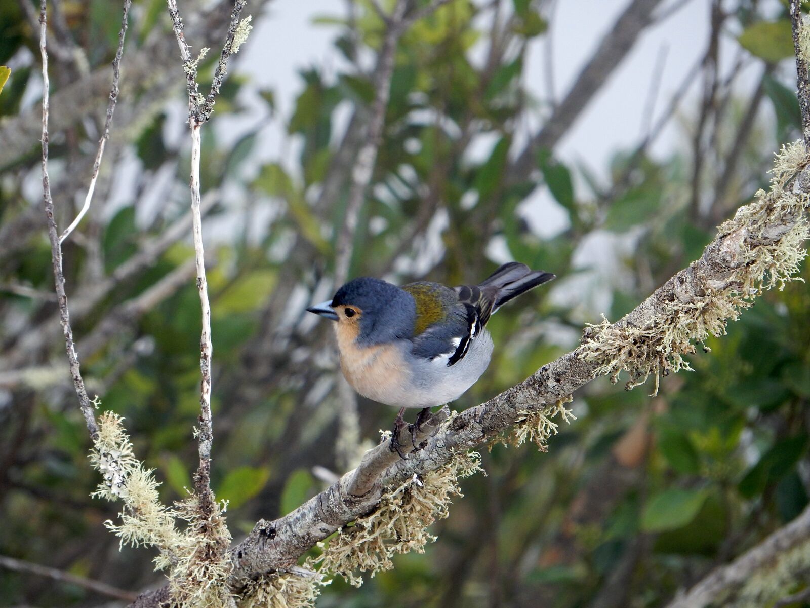 Nikon Coolpix S9700 sample photo. Chaffinch, madeira, branch photography