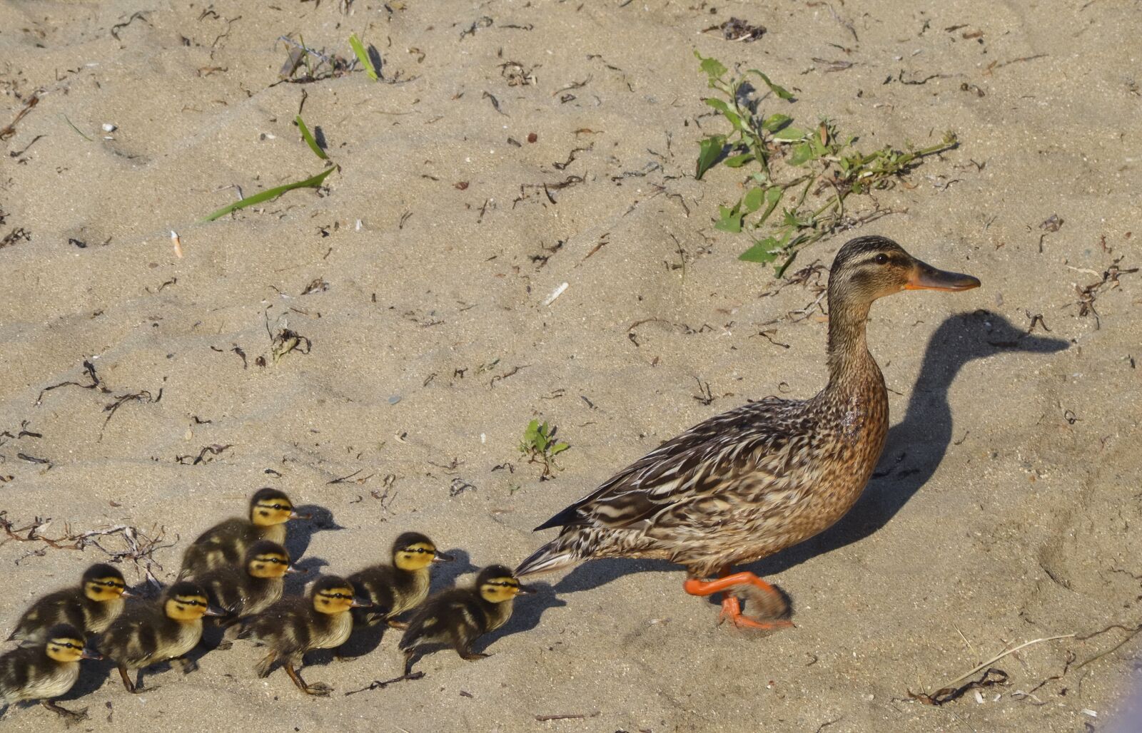 Nikon D5100 sample photo. Duck, wild, life photography