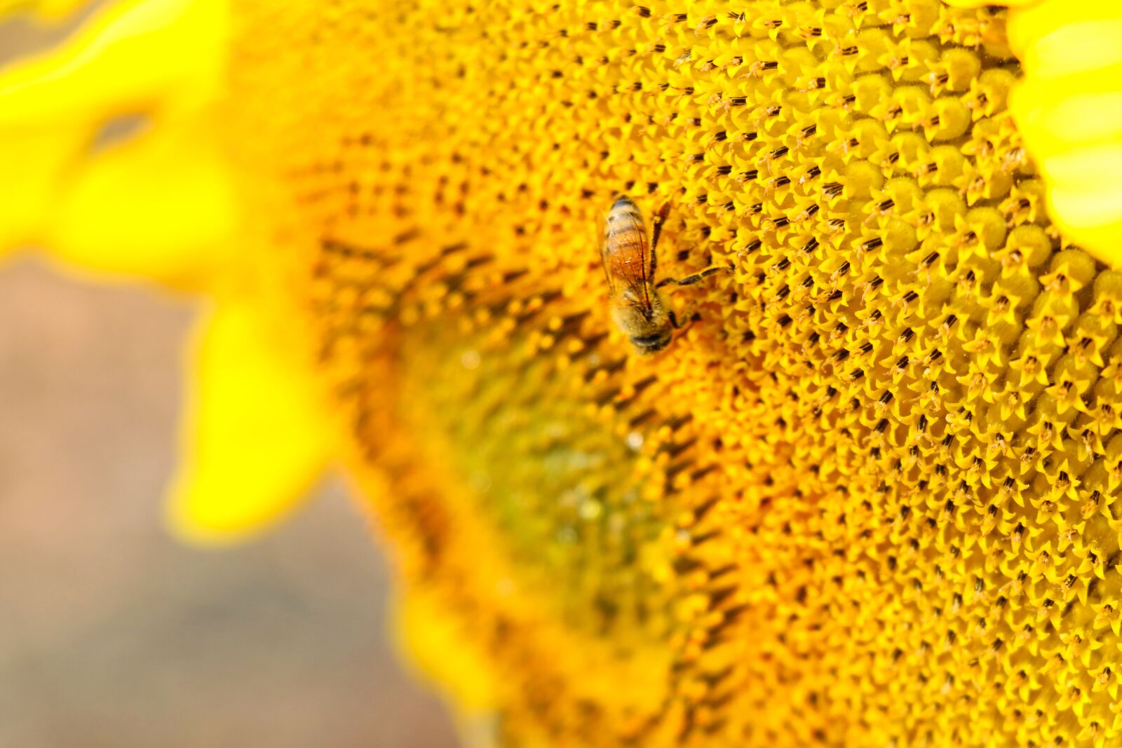 Canon EF-S 18-135mm F3.5-5.6 IS USM sample photo. Flower, bee, sunflower photography