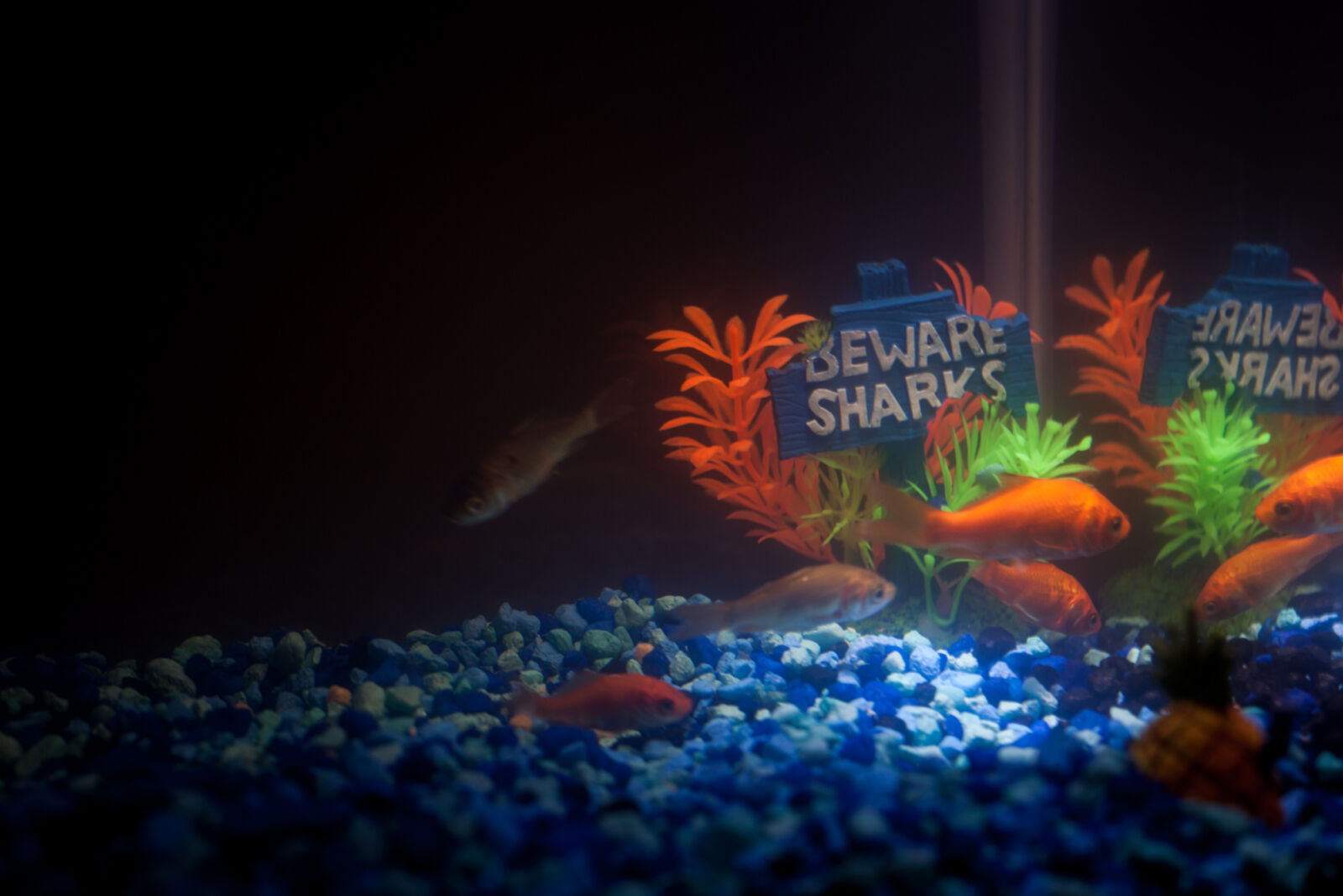 Canon EOS 5D Mark II sample photo. Aquarium, fish, fish, tank photography