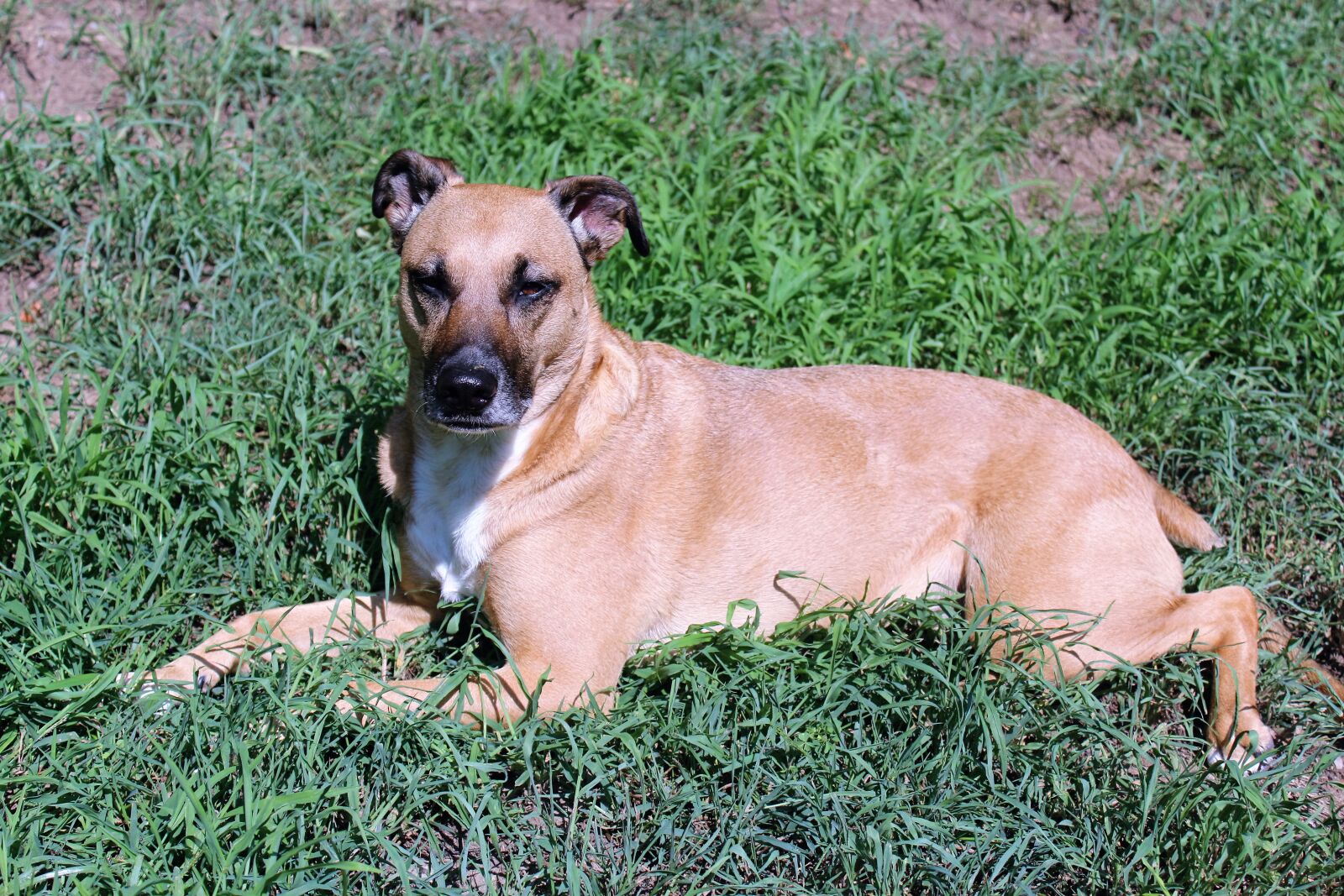 Canon EOS 1200D (EOS Rebel T5 / EOS Kiss X70 / EOS Hi) sample photo. Dog, grass, laying, relaxation photography