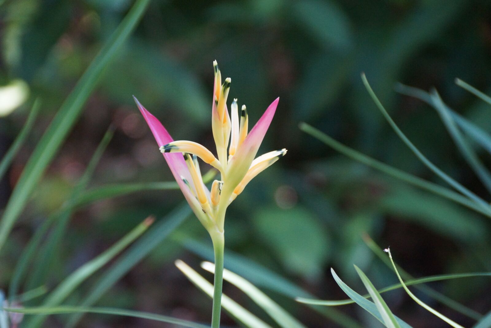 Sony SLT-A77 + Sony DT 18-250mm F3.5-6.3 sample photo. Bird of paradise, tropical photography