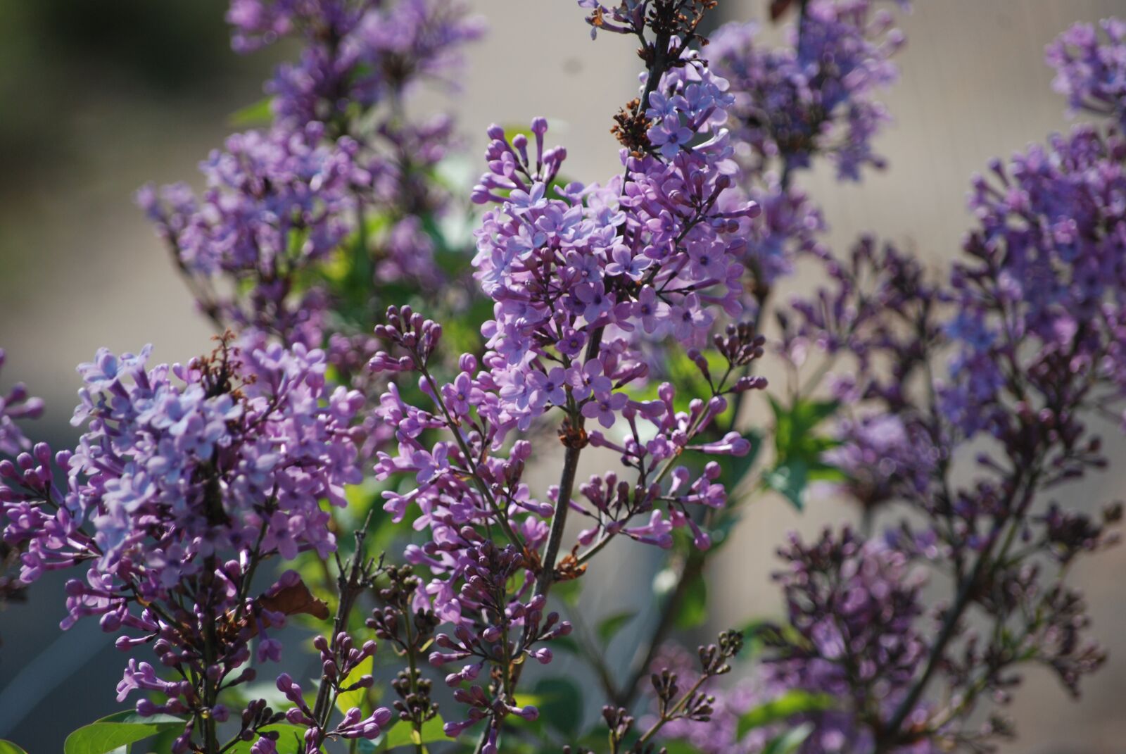 Nikon D80 sample photo. Lilac, flower, spring photography