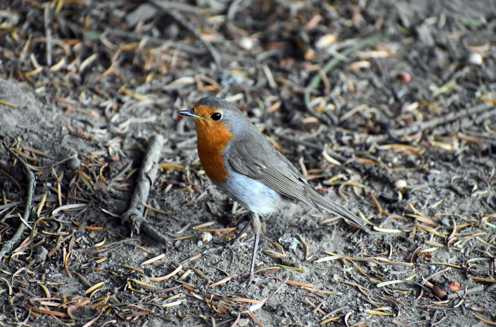 Nikon D3500 sample photo. Old world flycatcher, robin photography