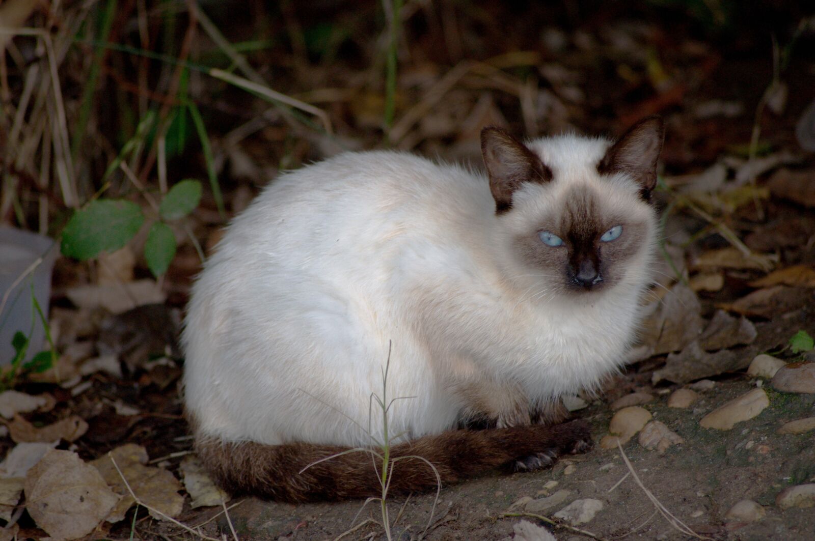 Nikon D5000 sample photo. Cat, felis, street photography