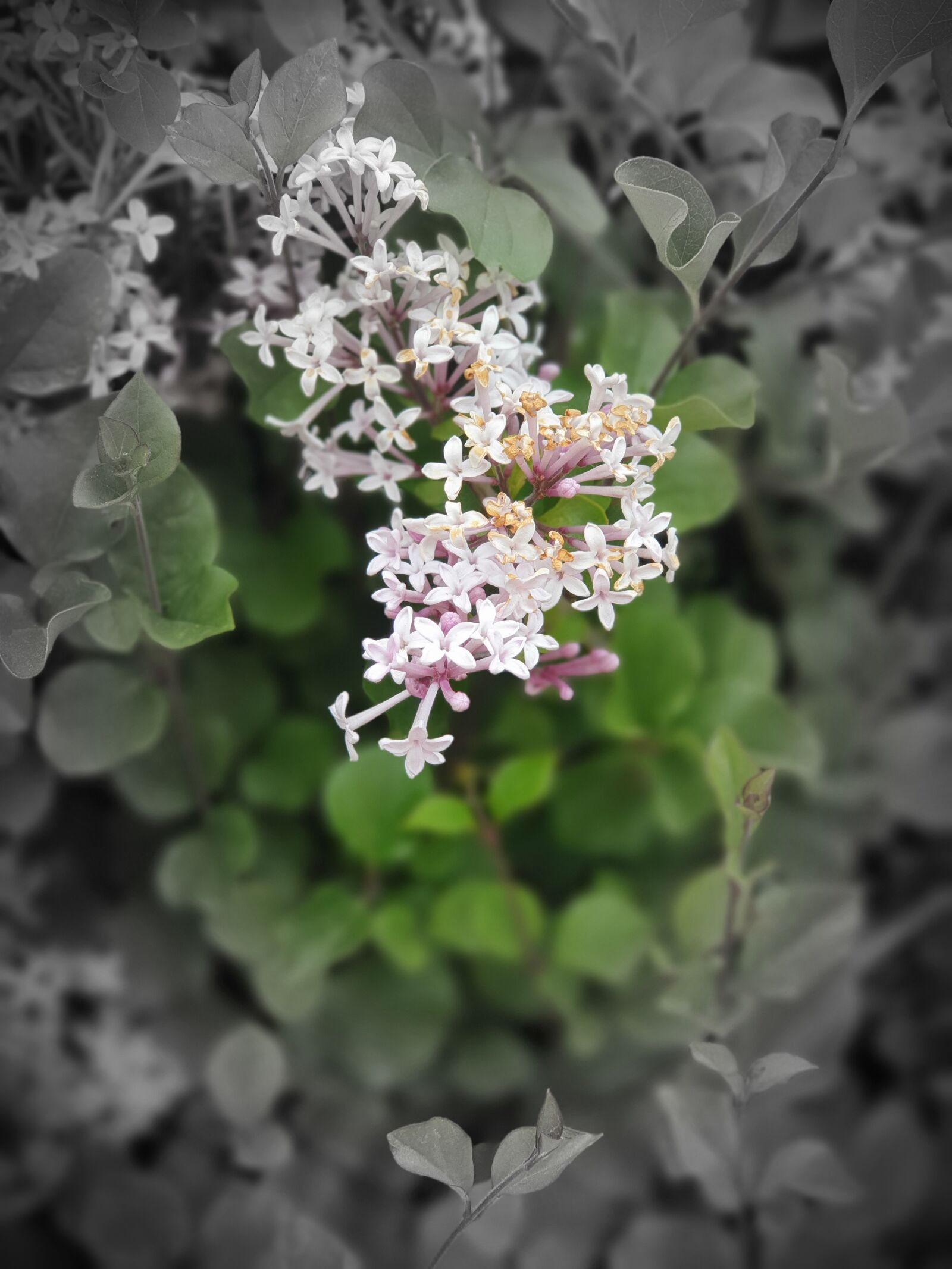 Samsung Galaxy S10+ sample photo. Flower, nature, artistic photography