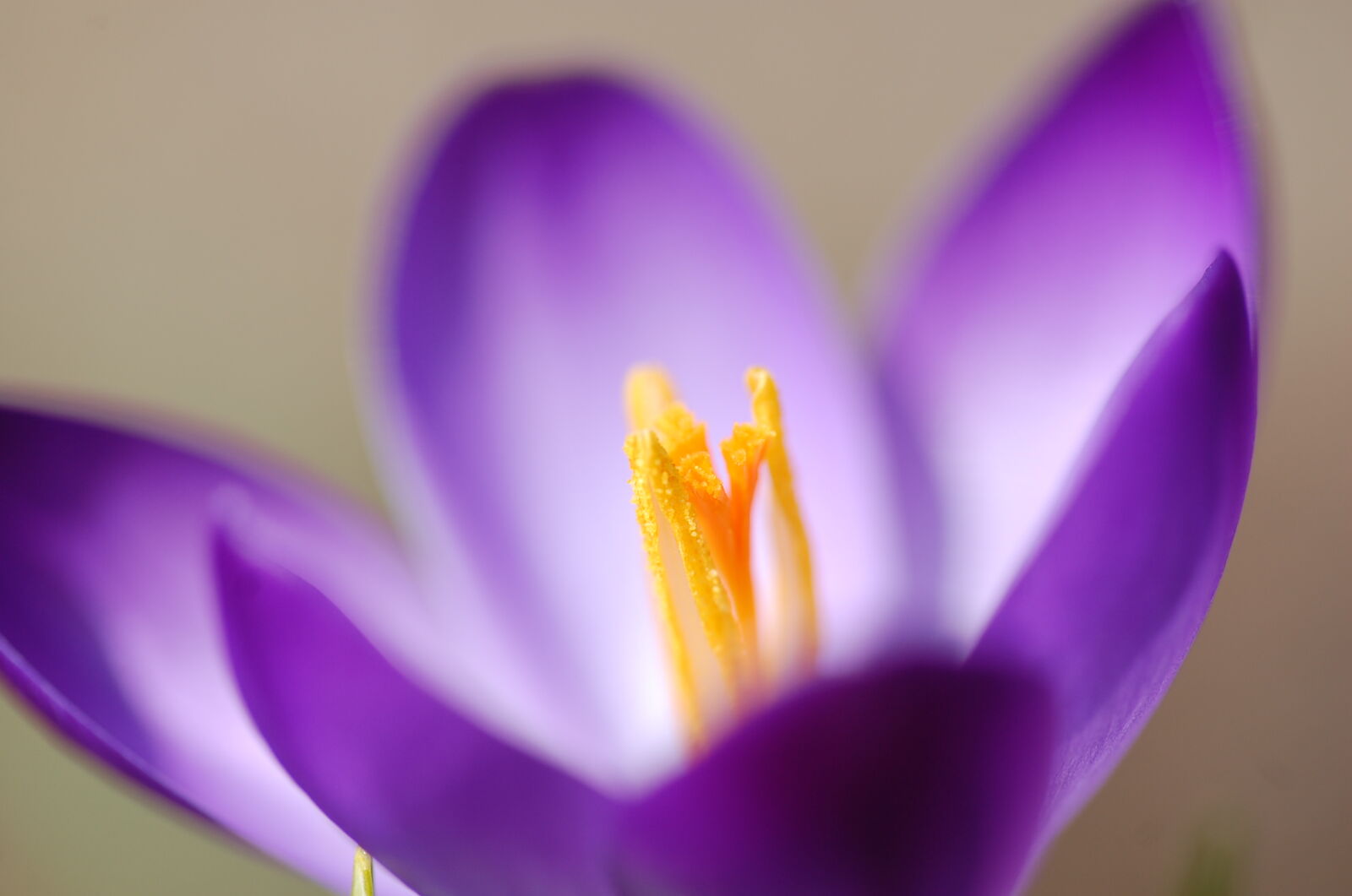 Nikon D40 sample photo. Blur, close, up, flower photography