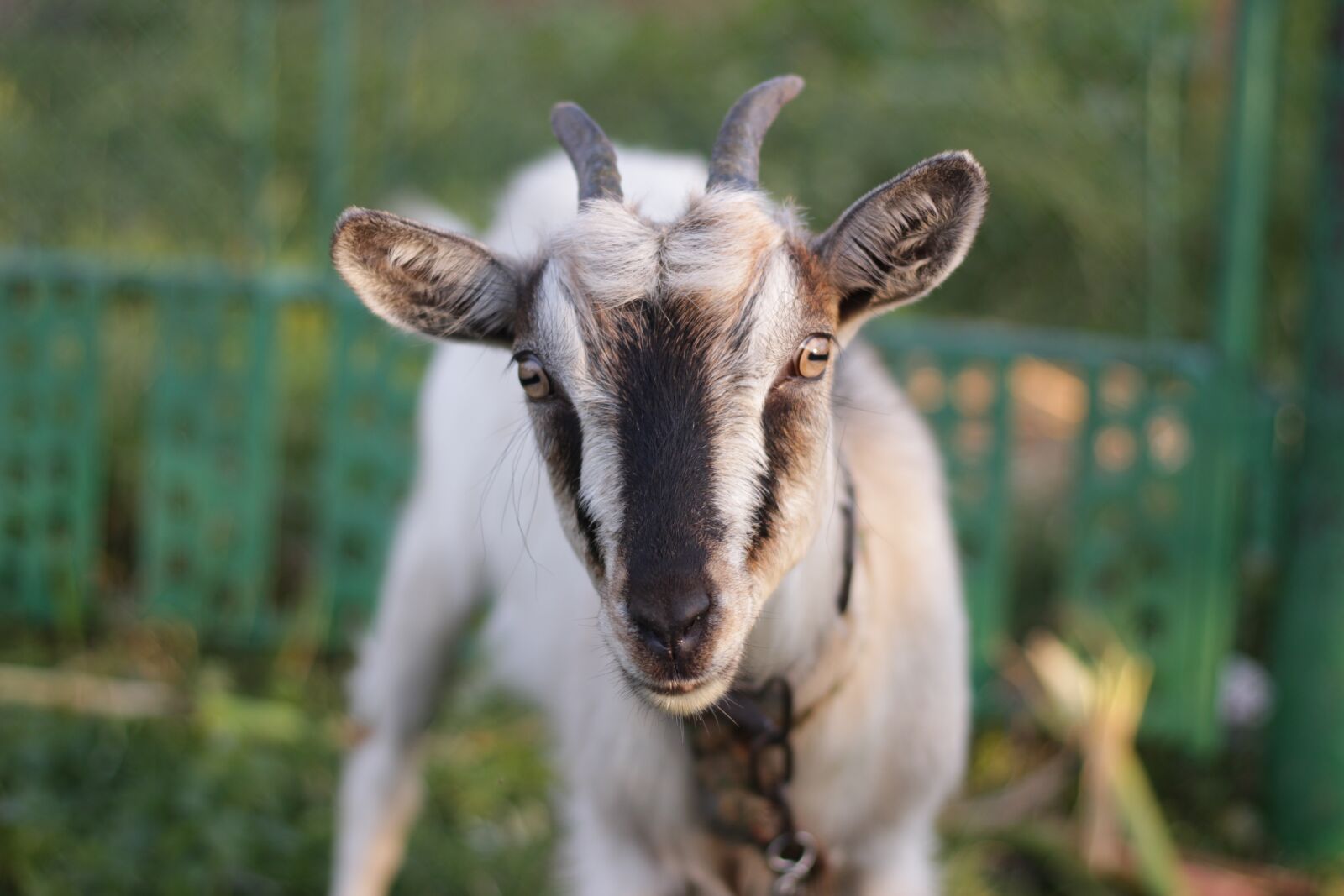 Canon EOS 100D (EOS Rebel SL1 / EOS Kiss X7) sample photo. Goat, animal, ruminant photography
