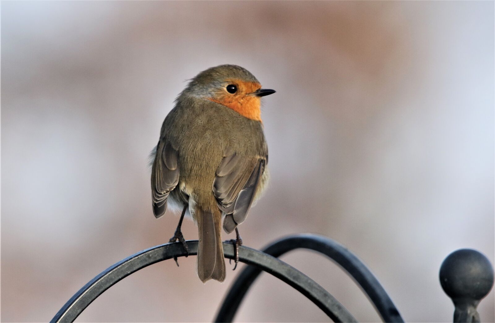 150-600mm F5-6.3 DG OS HSM | Contemporary 015 sample photo. Bird, robin redbreast, close photography