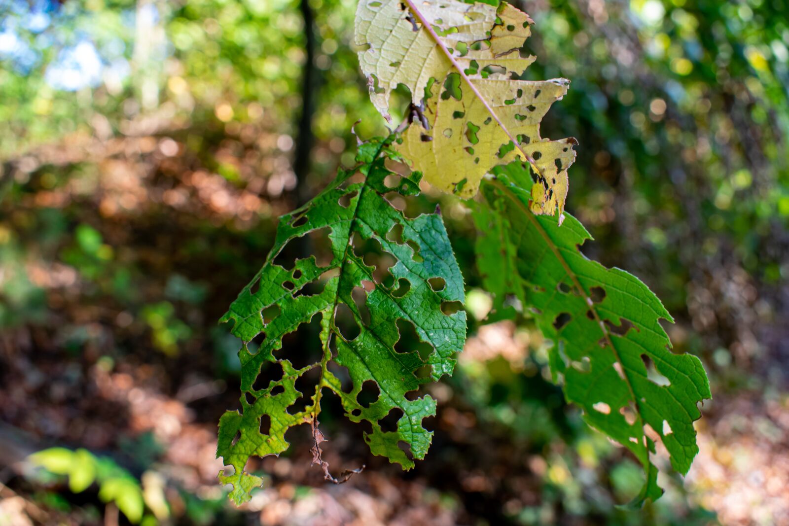 Nikon D5300 sample photo. Leaf, forest, pitting photography