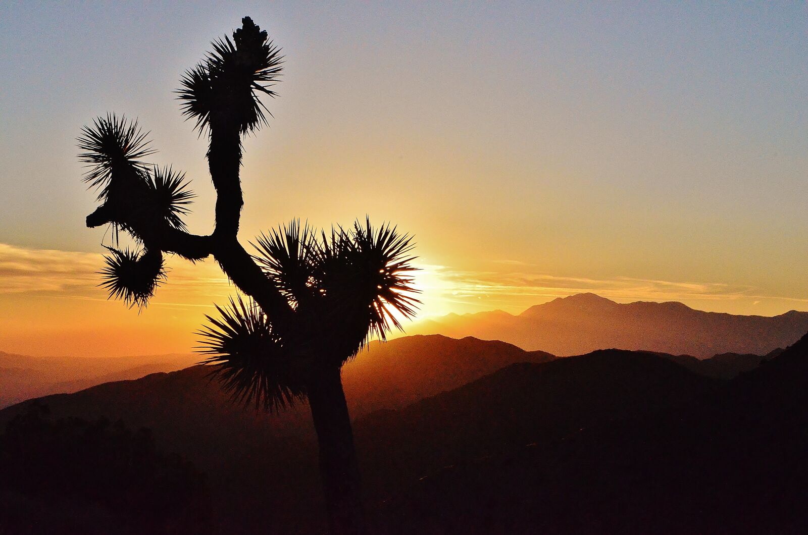 Nikon D5100 sample photo. Joshua tree, joshua tree photography