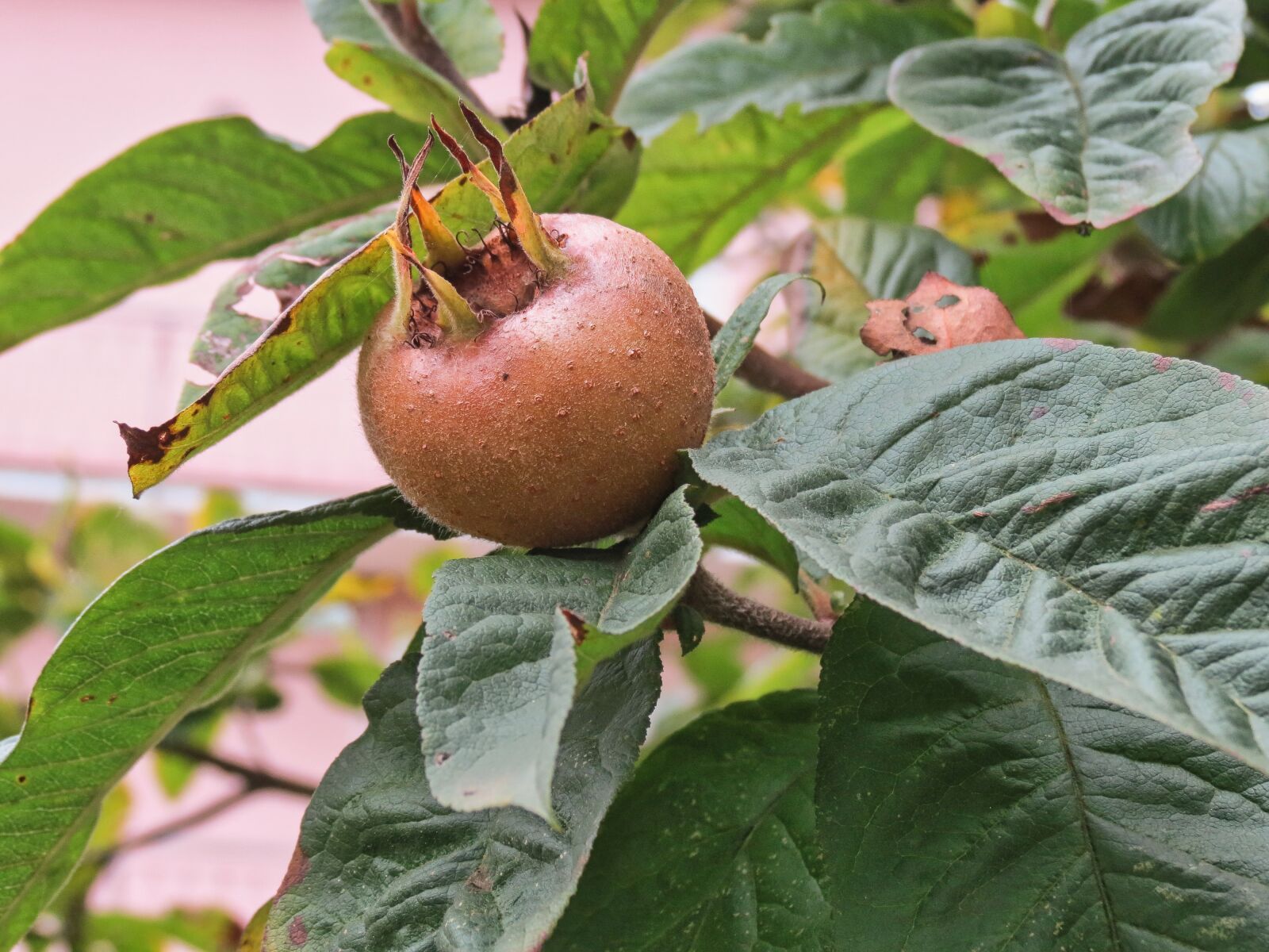 Canon PowerShot SX40 HS sample photo. Nespolo common, german, fruit photography