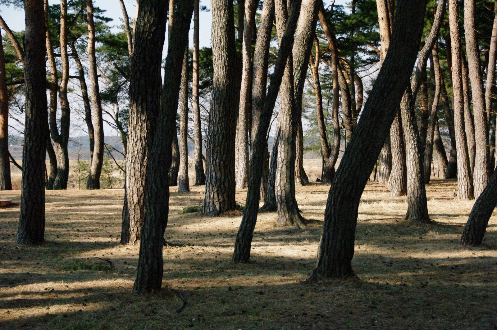 Pentax K-7 sample photo. Pine, forest, nature photography