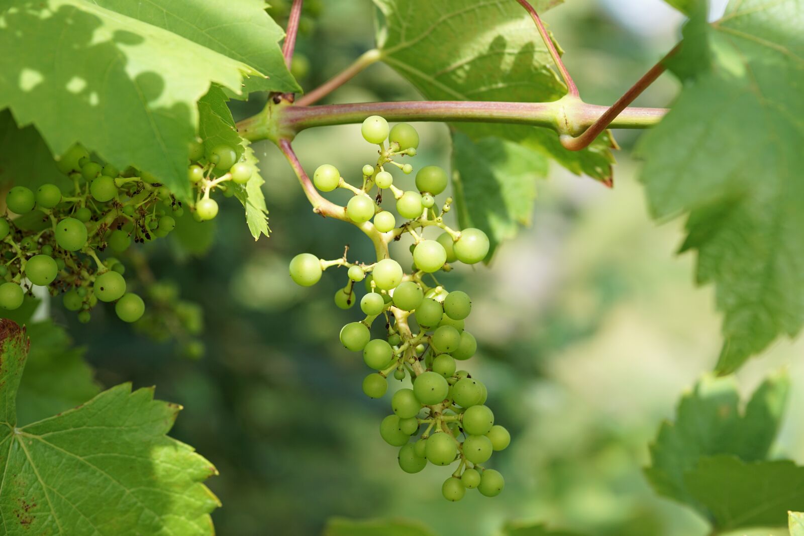 Sony a6000 + E 60mm F2.8 sample photo. Wine, grape, winegrowing photography