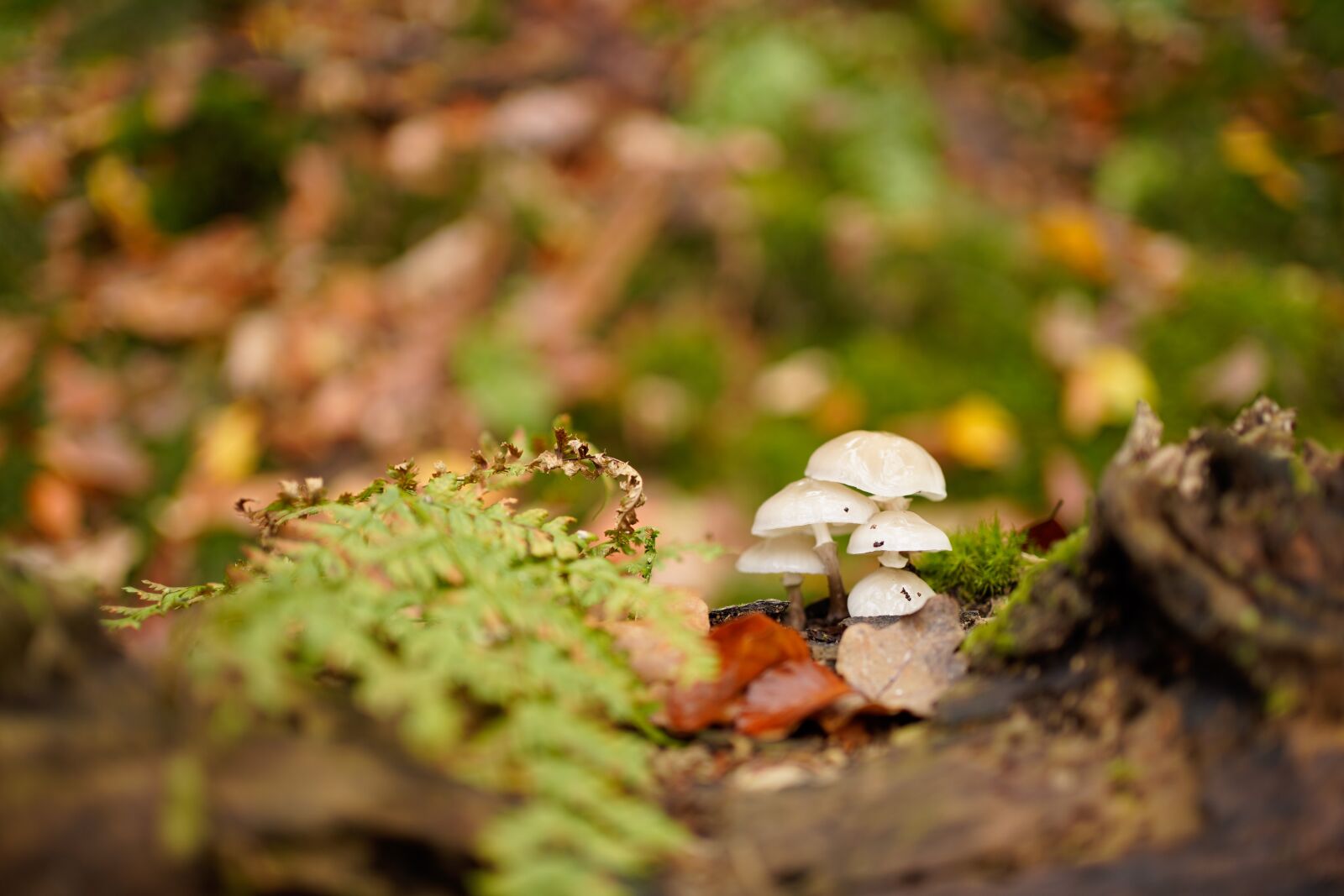 Sony FE 35mm F1.8 sample photo. Nature, fungus, mushrooms photography