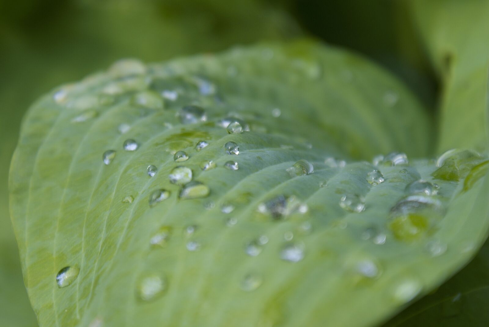 Sony Alpha DSLR-A300 sample photo. Nature, dew, green photography