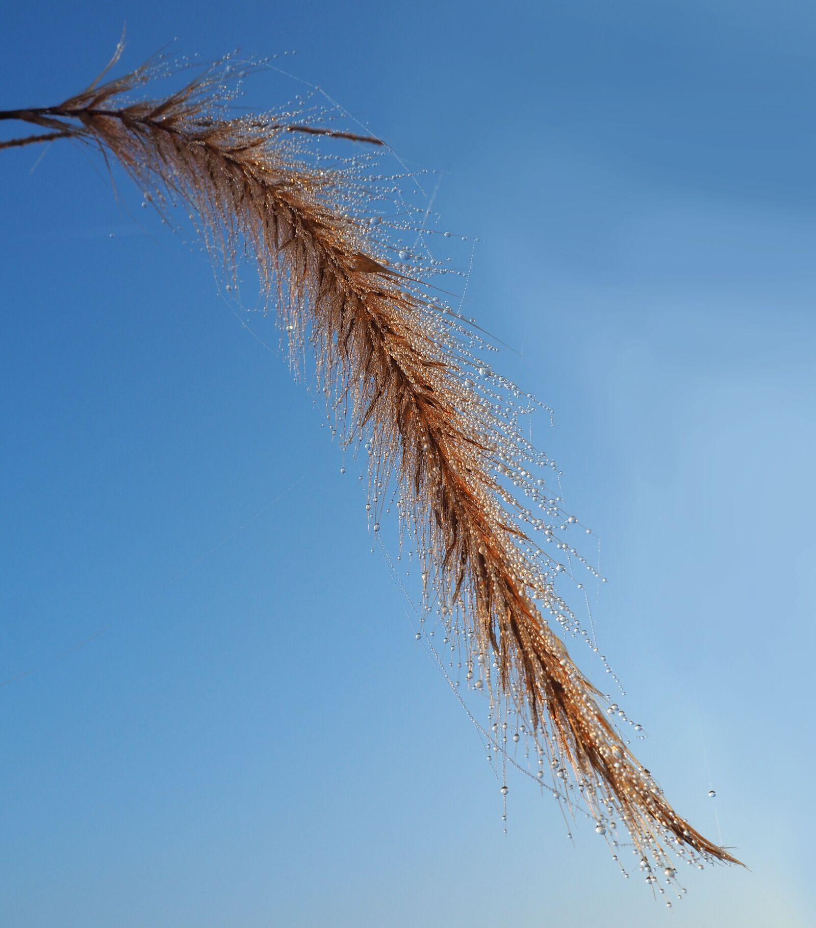 Olympus OM-D E-M10 II sample photo. Drops, blue, grass photography