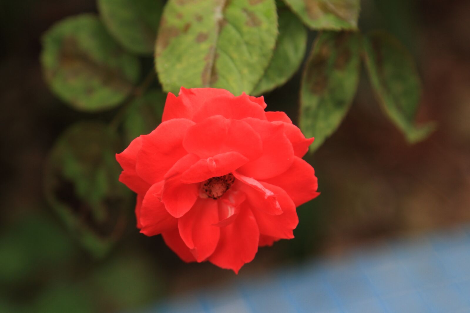 Canon EOS 7D + Canon EF 24-105mm F4L IS USM sample photo. Flower, rose, red rose photography