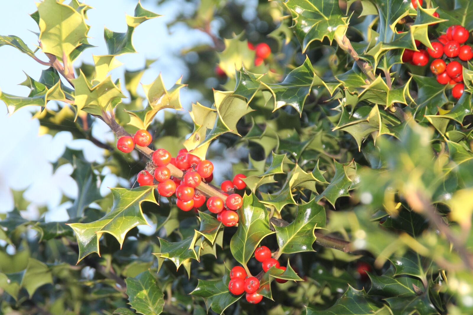 Canon EOS 1100D (EOS Rebel T3 / EOS Kiss X50) sample photo. Ivy, red, green photography