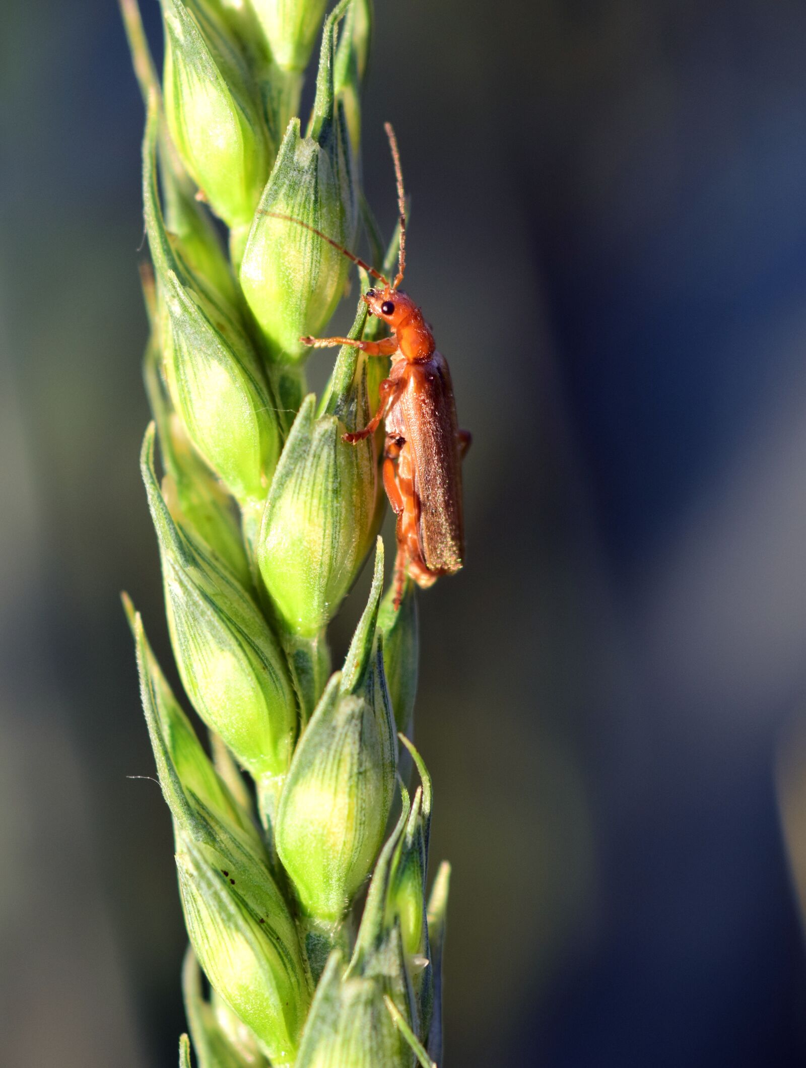 Nikon D3300 sample photo. Wheat, green, cereals photography