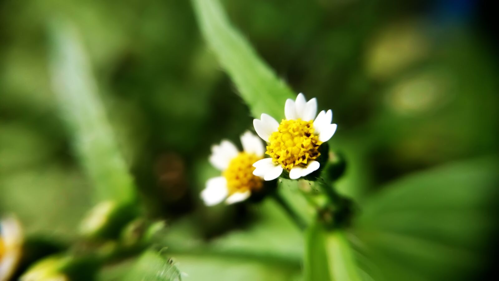 Xiaomi HM Note 2 sample photo. Yellow, flowers, green photography