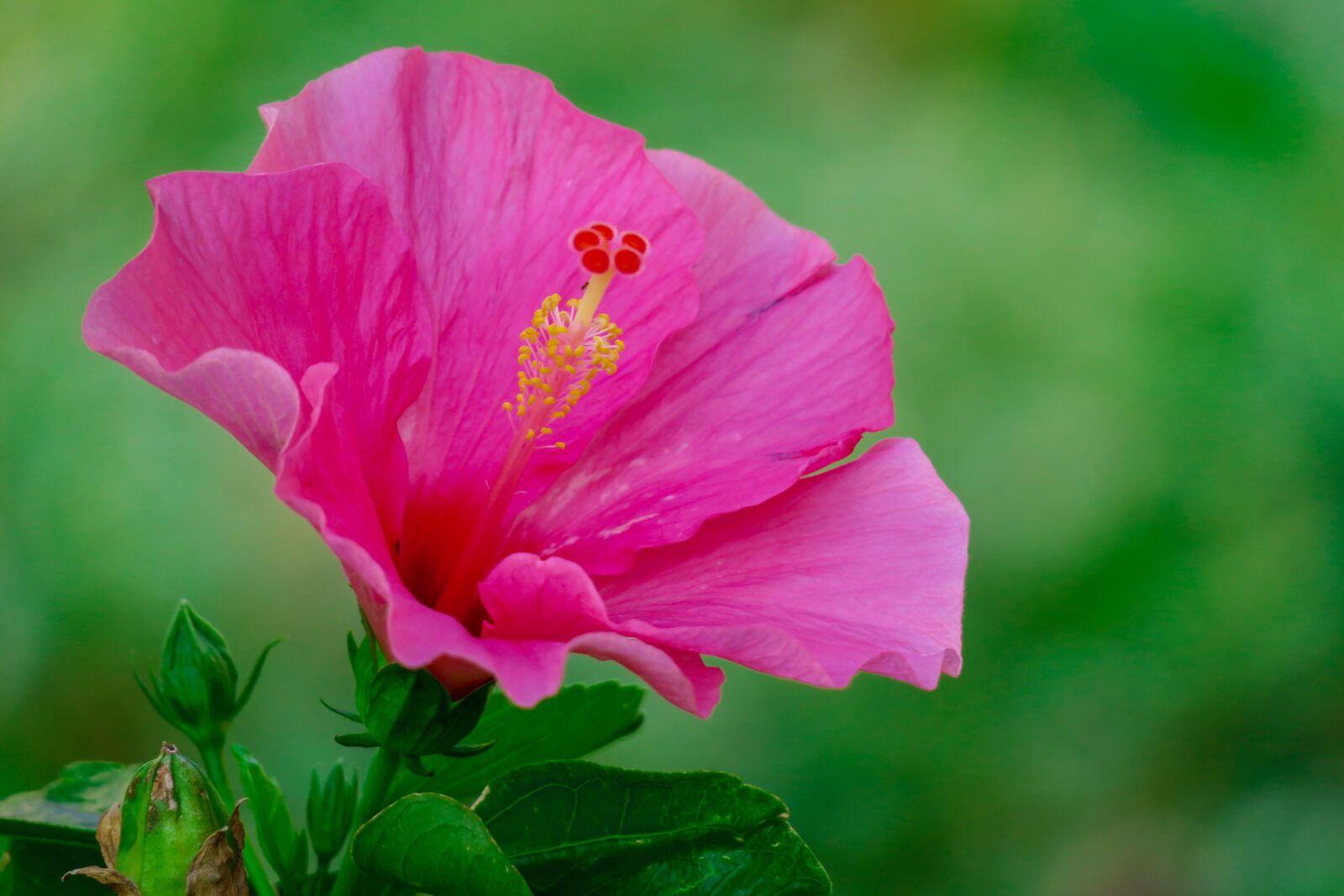 Canon PowerShot G3 X sample photo. Hong kong, hibiscus, plant photography