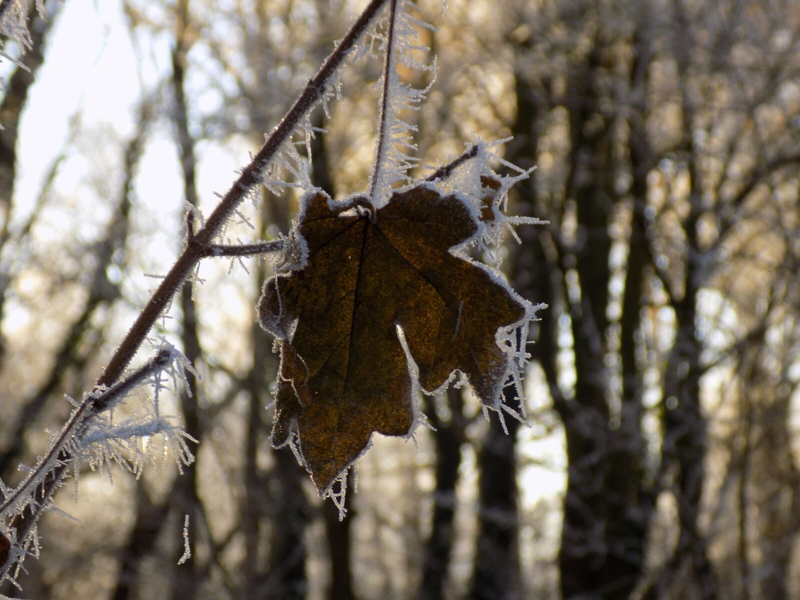 Nikon COOLPIX L340 sample photo. Frost, cold, frozen photography