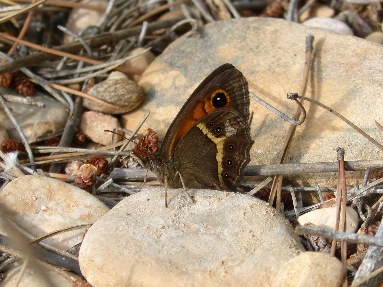 Panasonic DMC-FZ62 sample photo. Pyronia bathseba, butterfly, lobito photography
