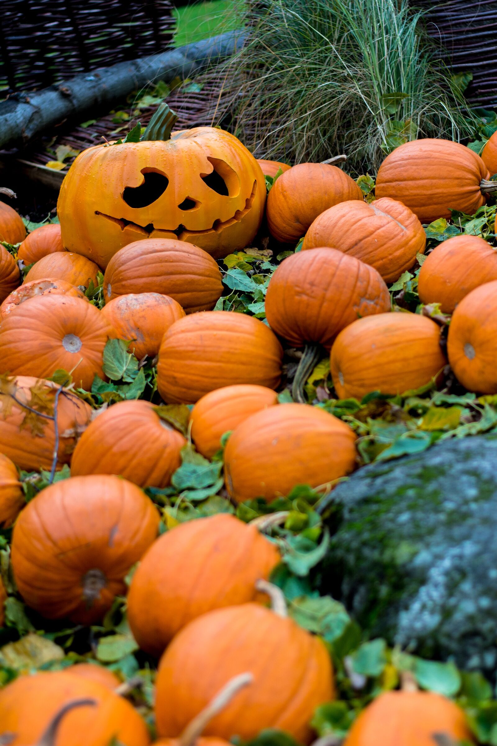 Nikon D7100 sample photo. Halloween, autumn, pumpkin photography