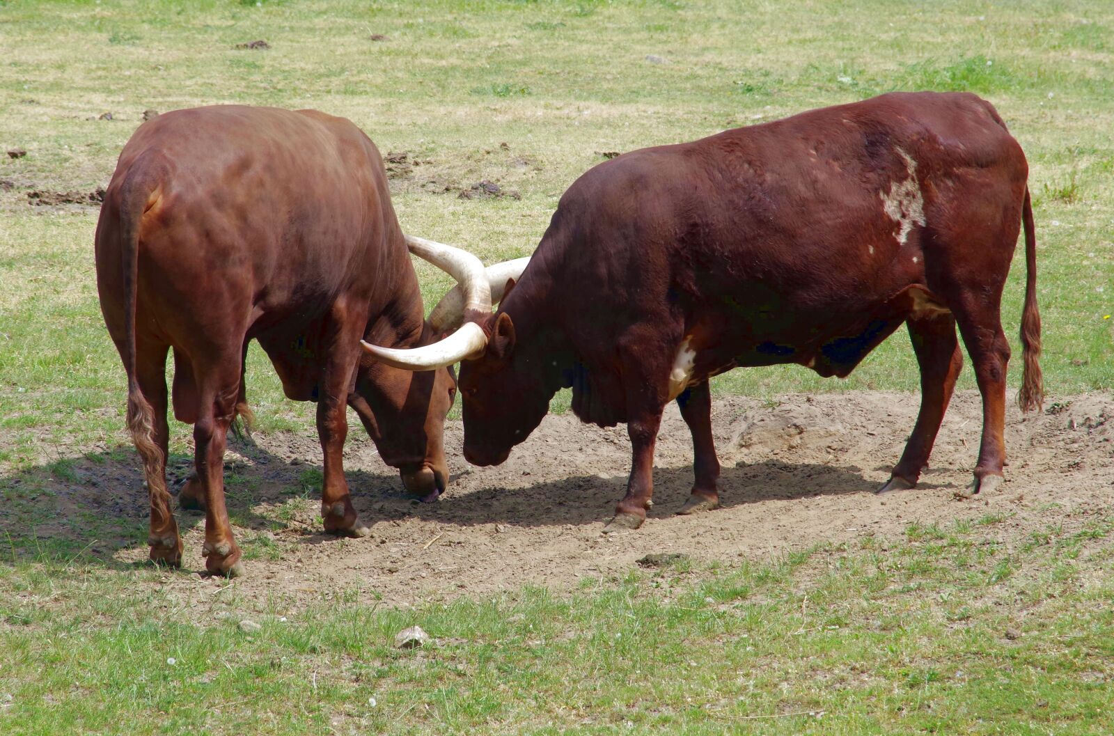 Pentax K-S2 sample photo. Buffalo, the longest horns photography