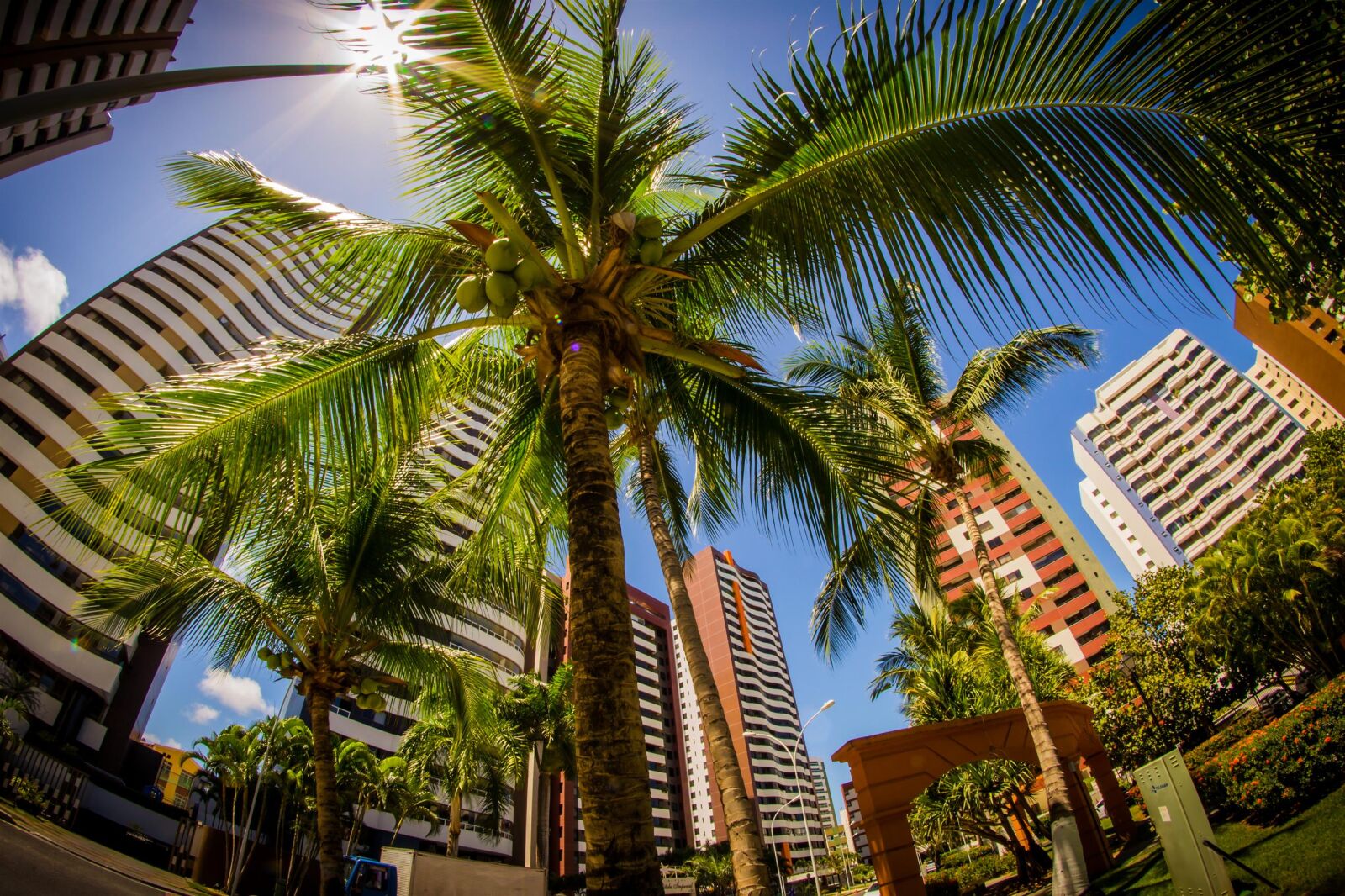 Nikon D3100 sample photo. 8mm, buildings, fisheye, palm photography