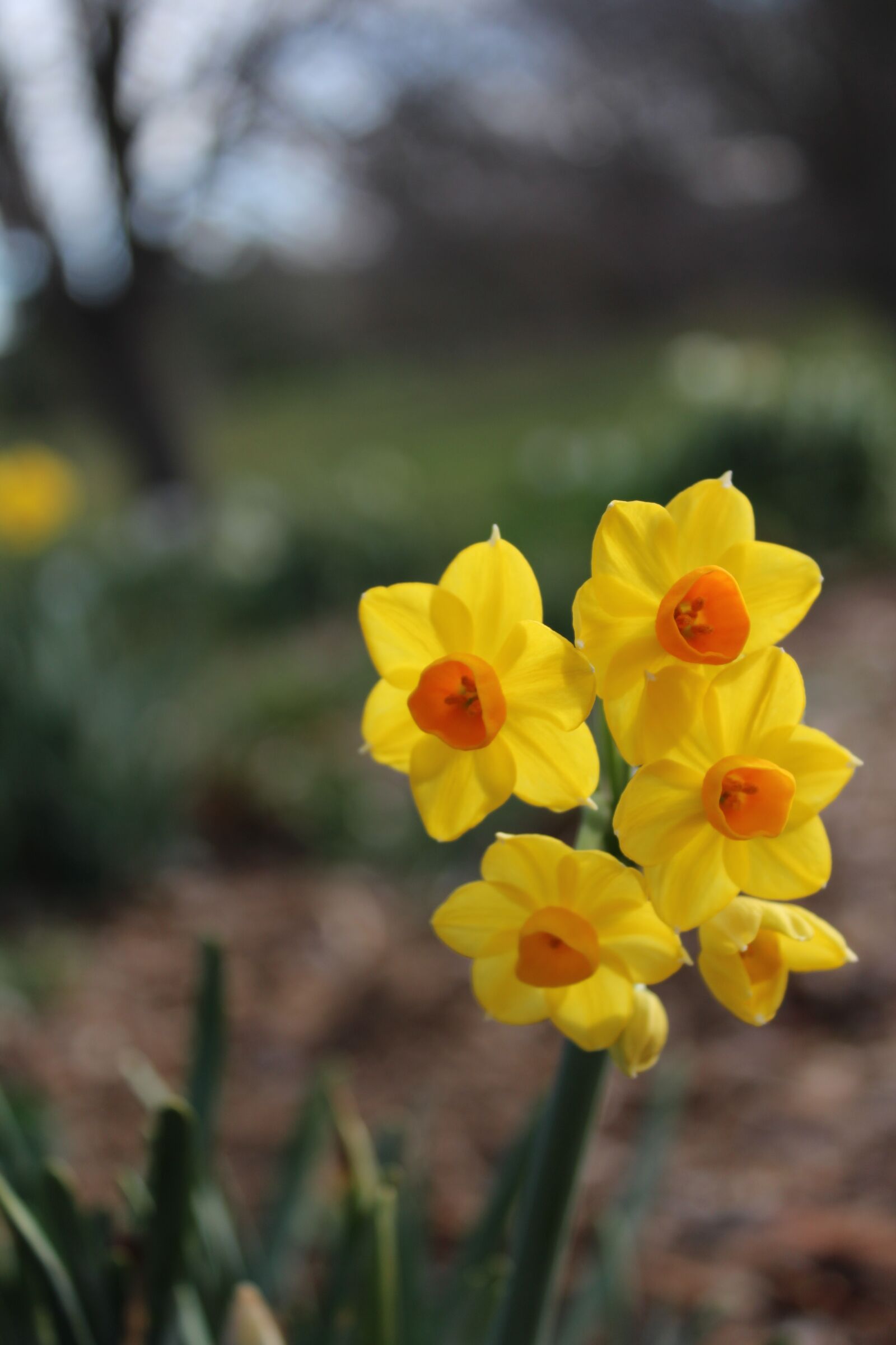 Canon EOS 1200D (EOS Rebel T5 / EOS Kiss X70 / EOS Hi) sample photo. Flowers, bulbs, yellow photography