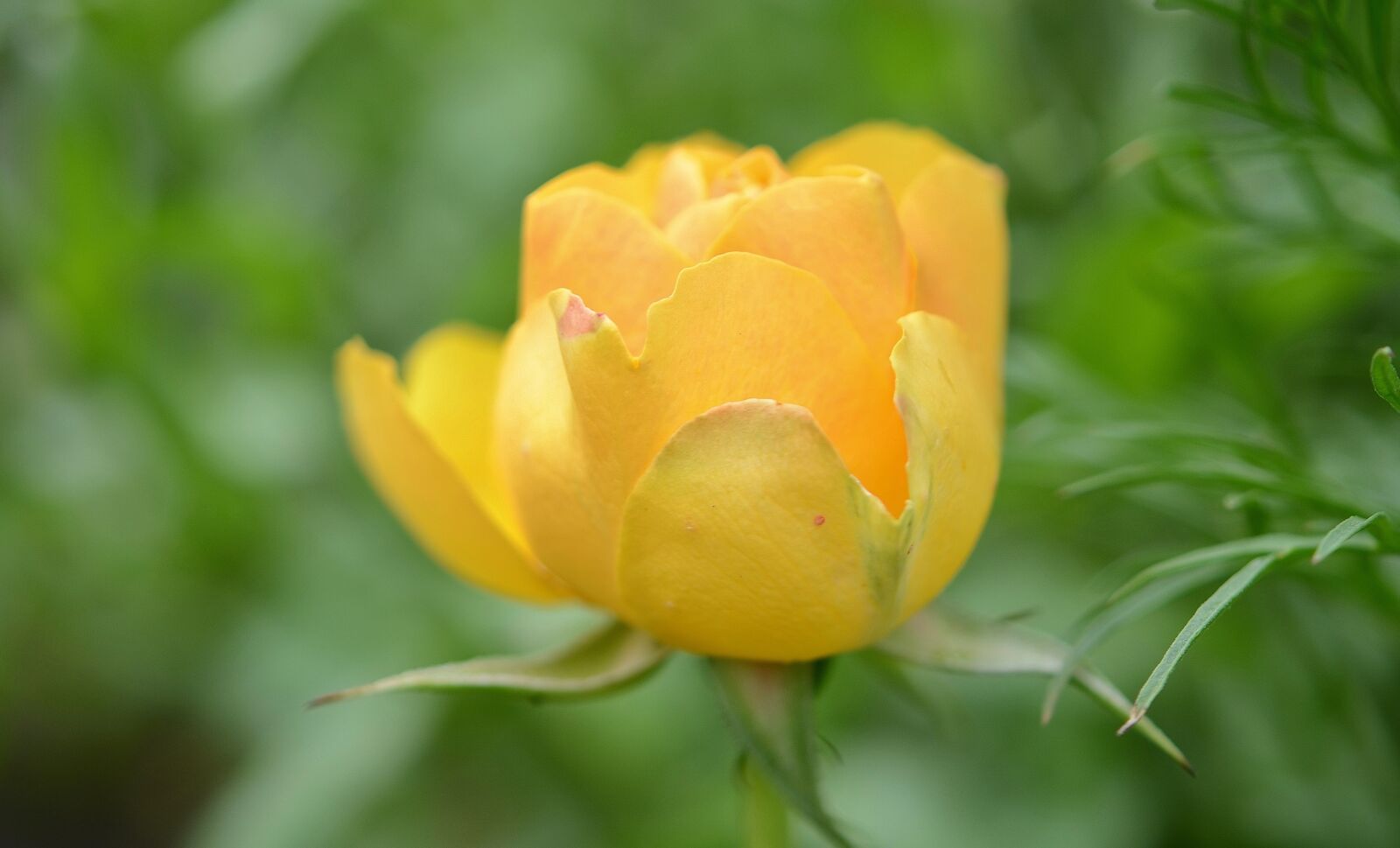 Nikon D7000 sample photo. Rose, flower, natur photography