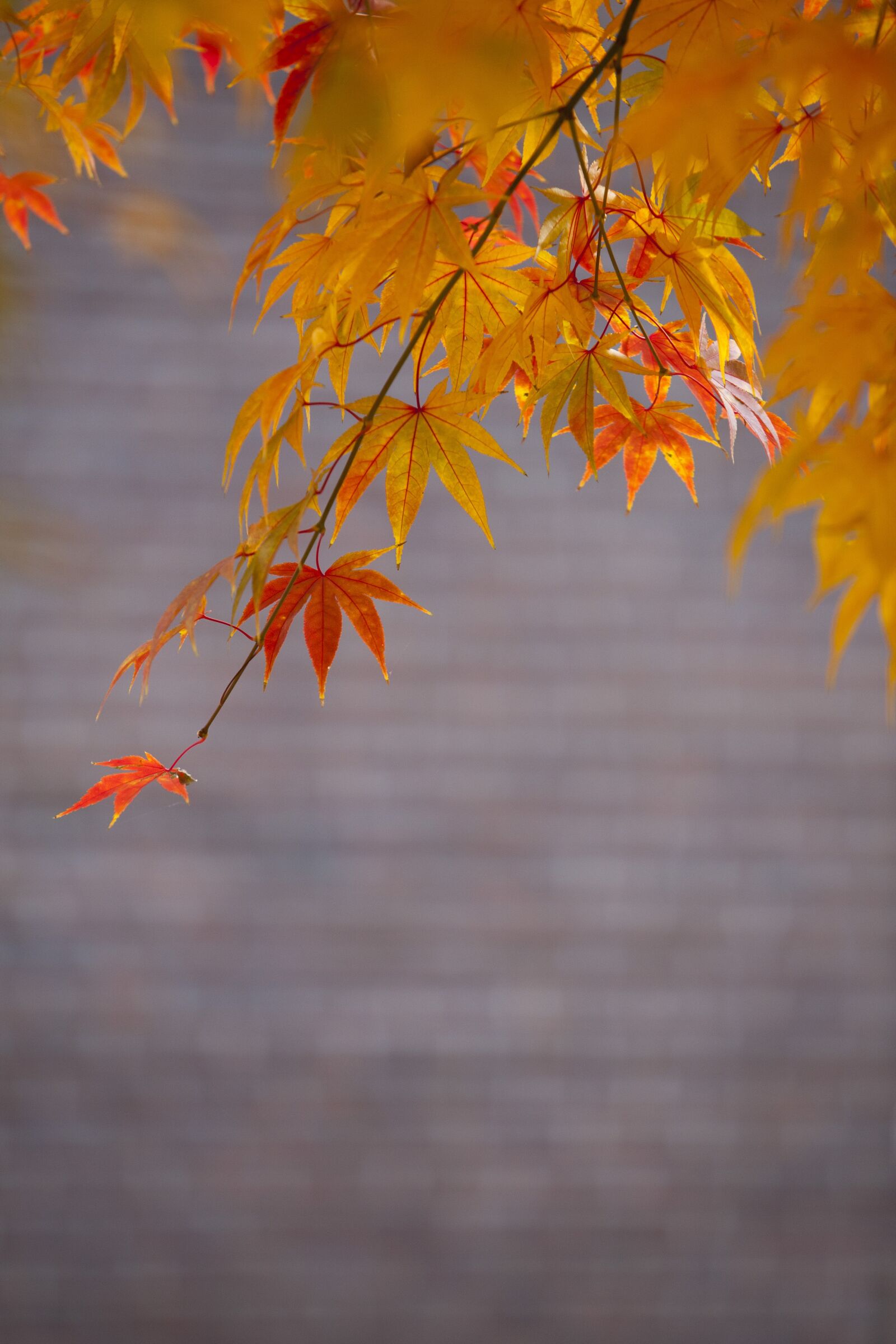 Canon EOS 5D sample photo. Autumn leaves, autumn, red photography
