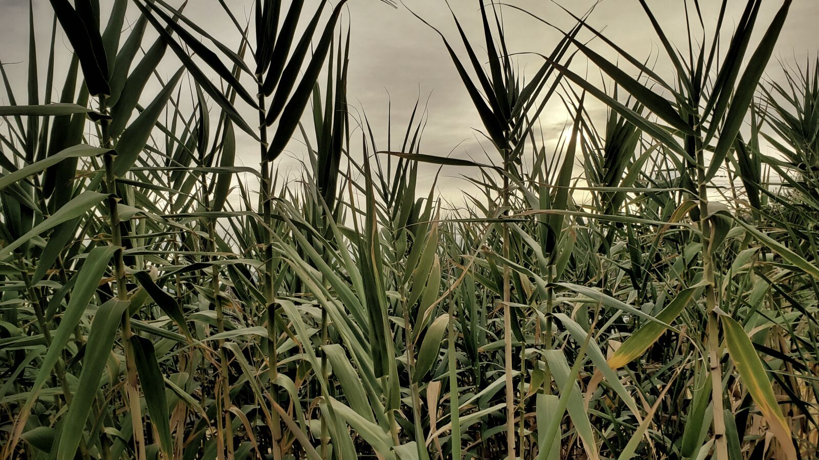 Samsung Galaxy S9+ sample photo. Grass, landscape, nature photography