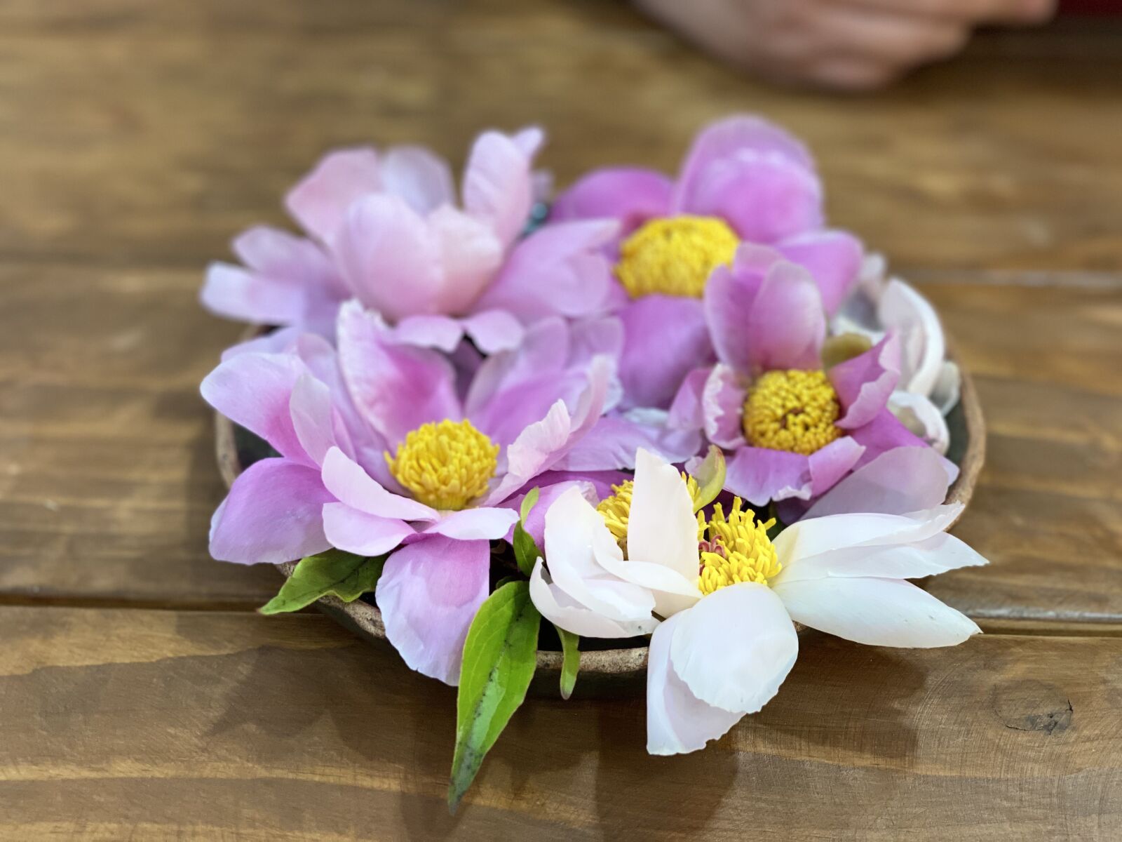 iPhone 11 Pro back dual camera 6mm f/2 sample photo. Peonies, flower car, pink photography
