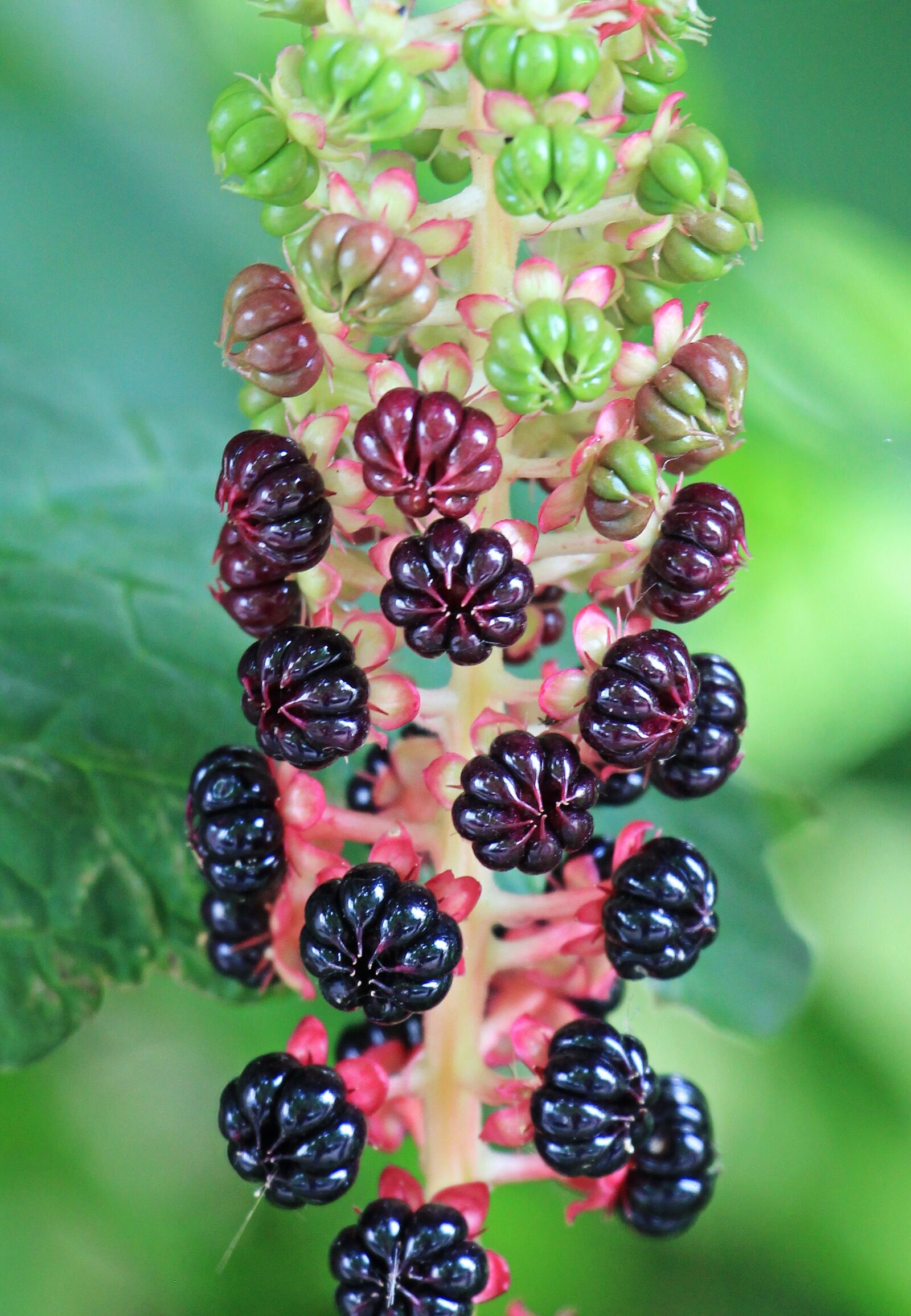 Canon EOS 550D (EOS Rebel T2i / EOS Kiss X4) sample photo. Pokeweed, phytolacca, kermesbeerengewächs photography