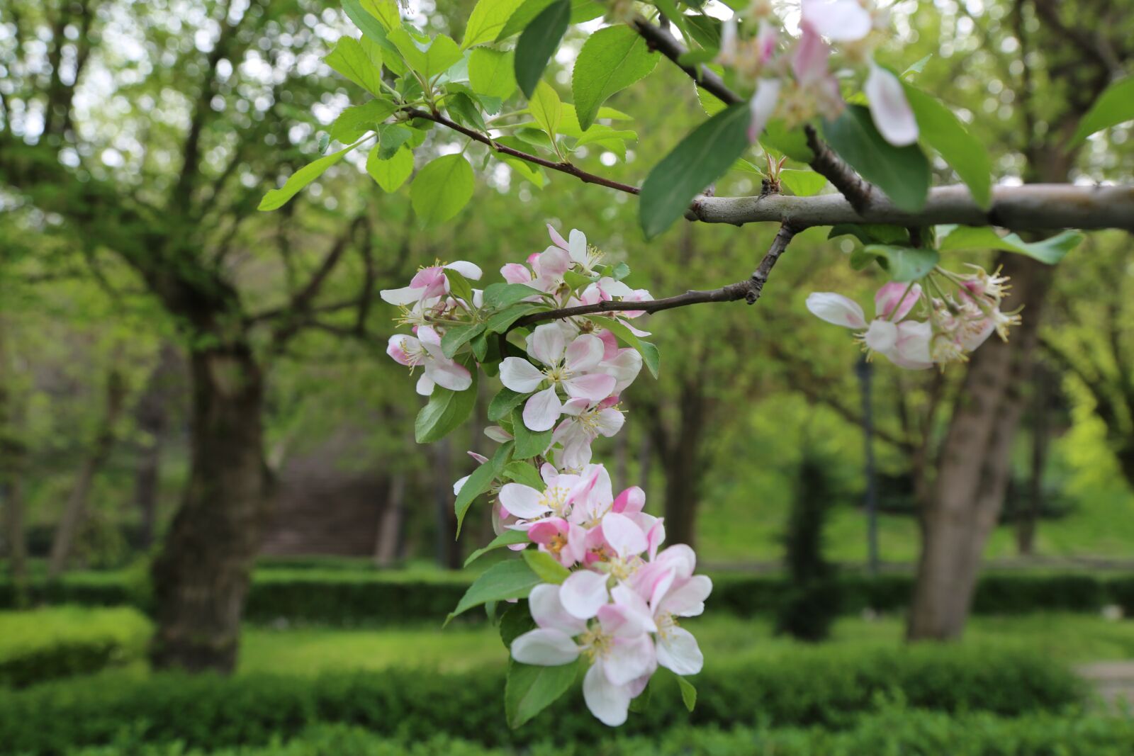 Canon EF 24-105mm F4L IS USM sample photo. Tree, nature, flower photography