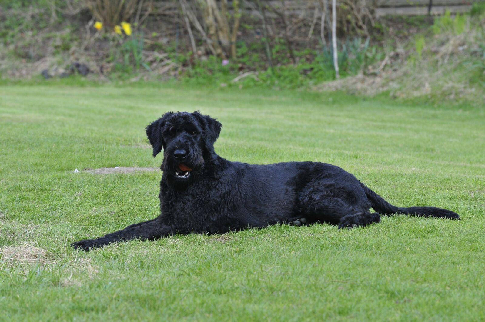 Nikon D300S sample photo. Dog, riesenschnauzer, garden photography