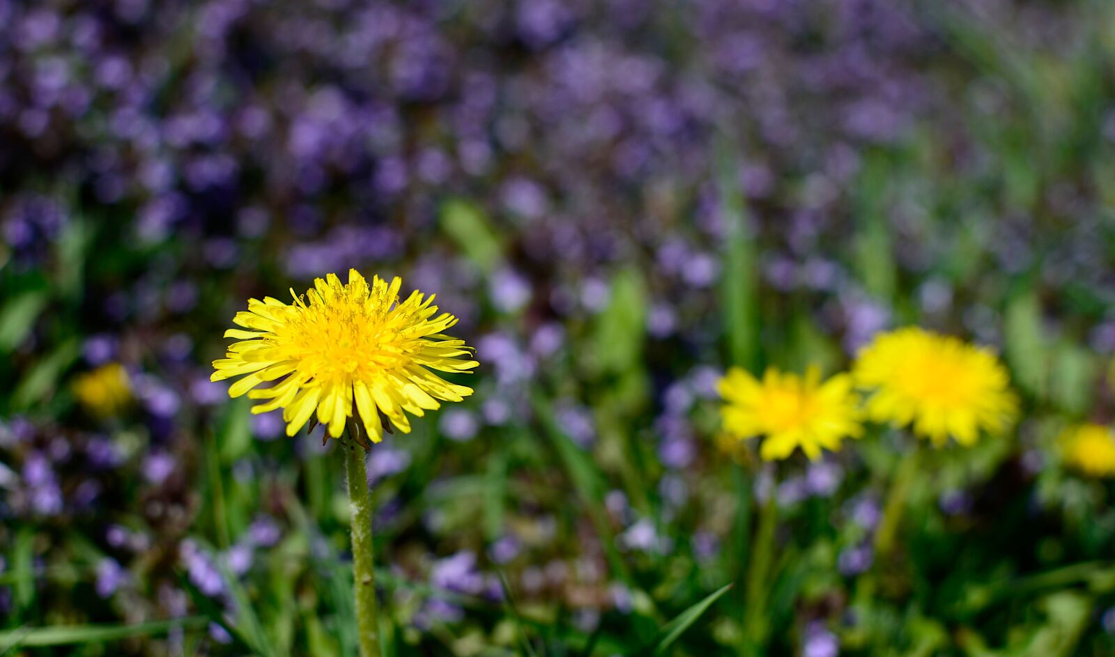 Nikon D7000 sample photo. Sonchus oleraceus, meadow, flowers photography