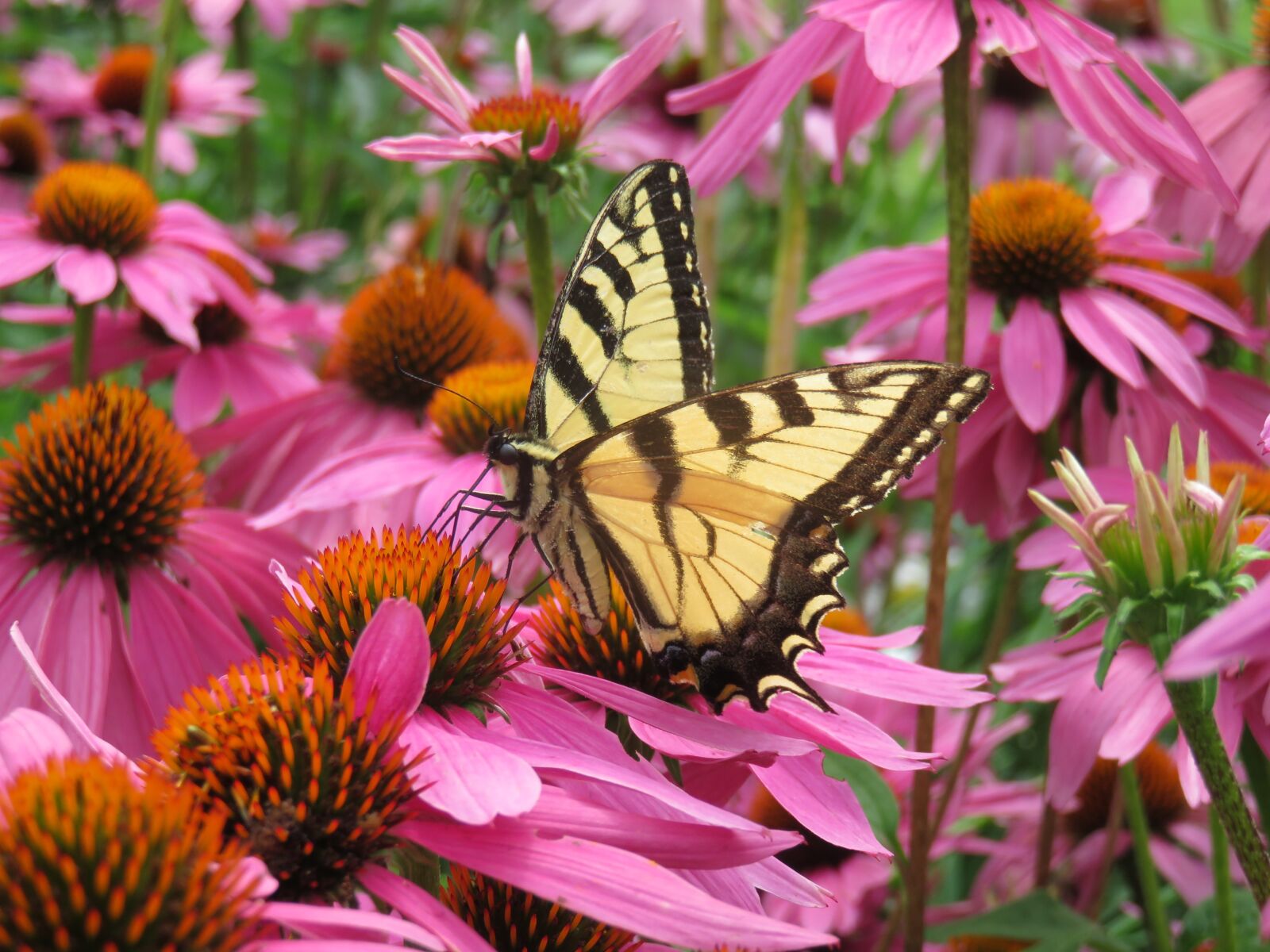 Canon PowerShot SX710 HS sample photo. Butterfly, orange, flowers photography