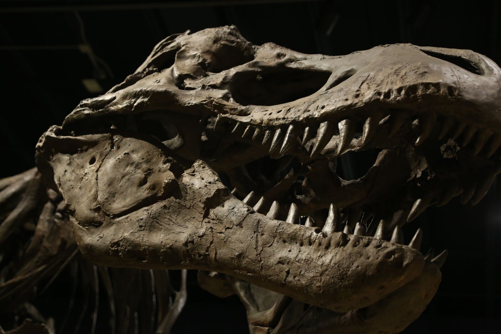 Canon EOS 6D + Canon EF 24-105mm F4L IS USM sample photo. Dinosaur, museum, jurassic photography